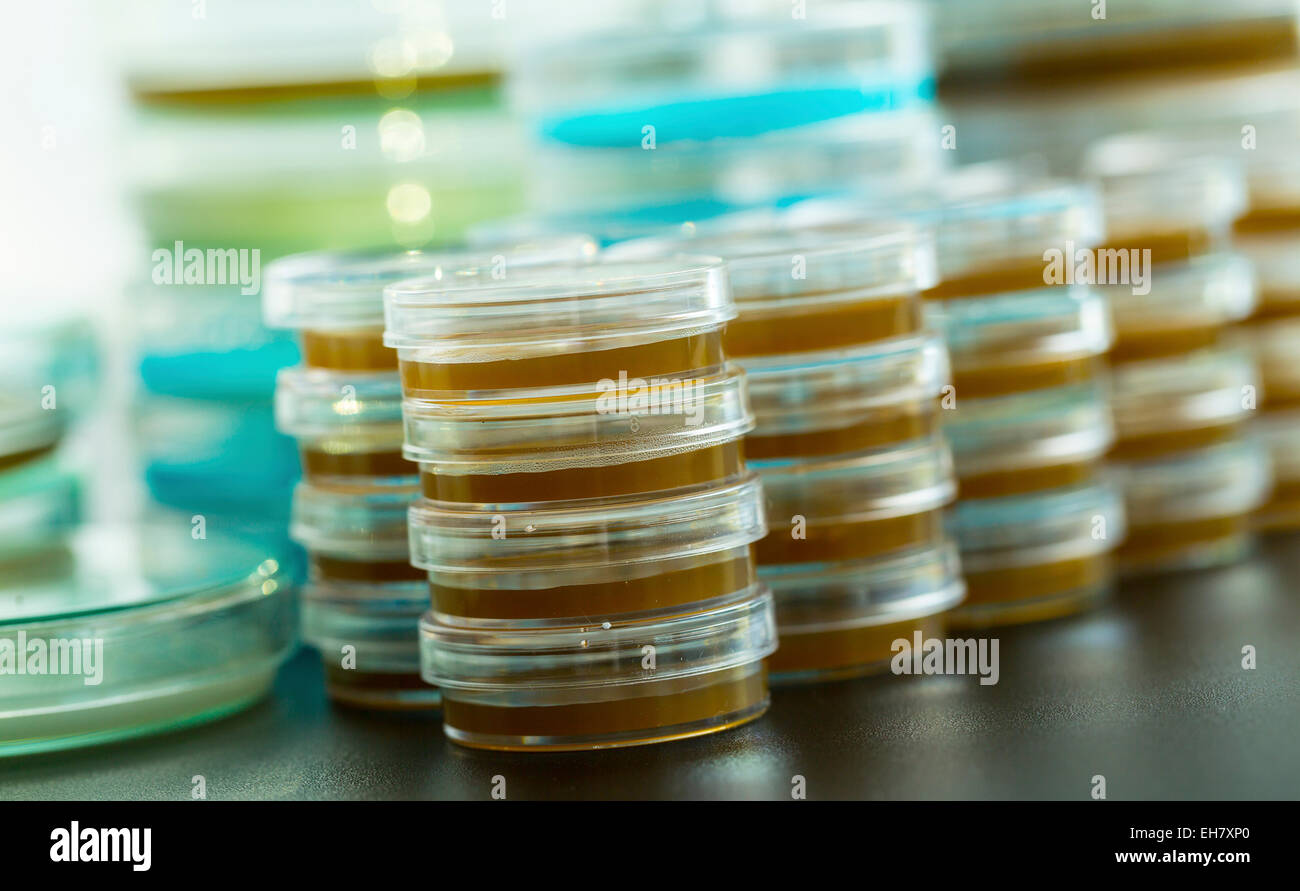 Piastre di Petri in una pila Foto Stock