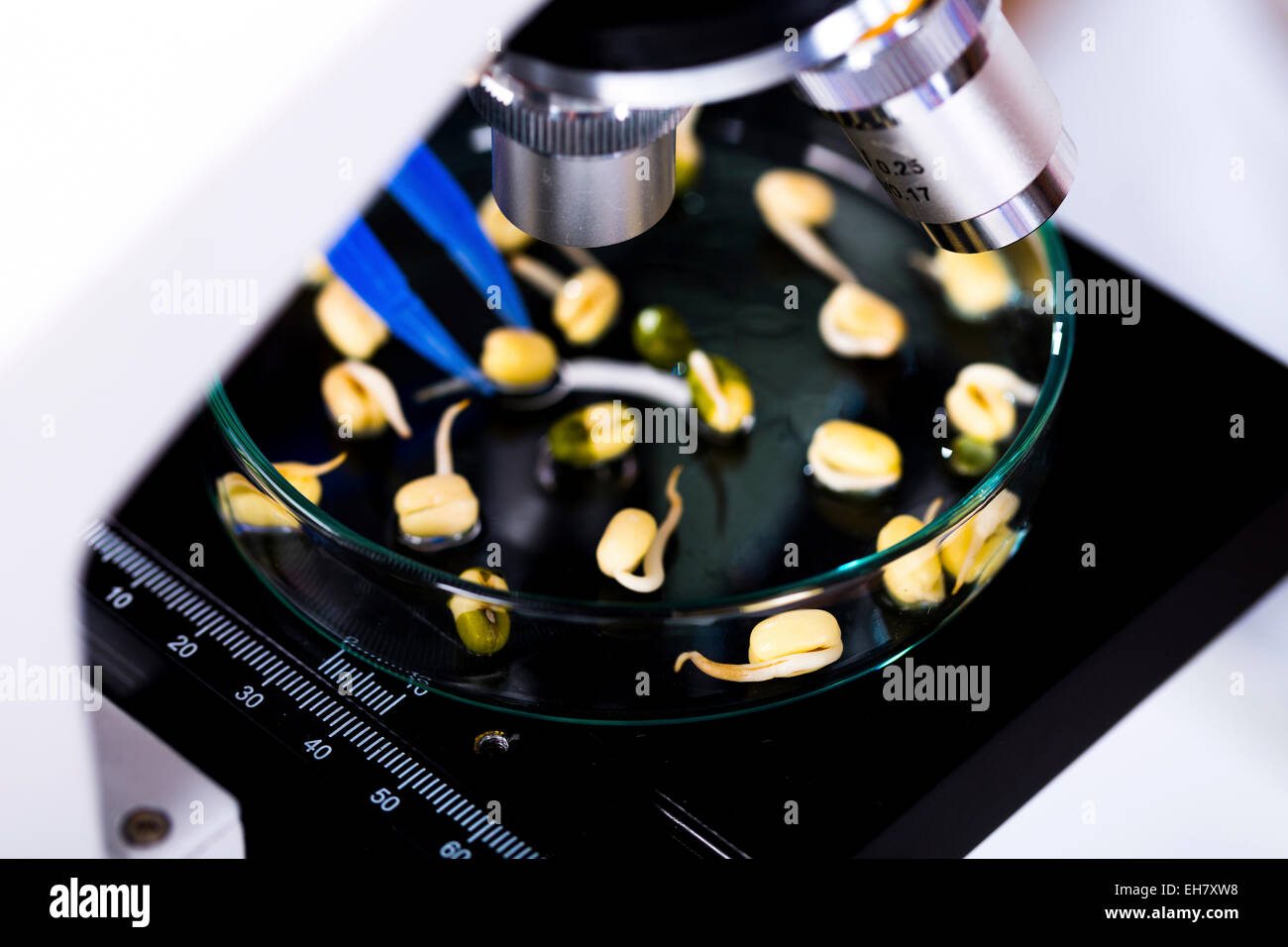 I germogli di piante in una capsula di petri Foto Stock