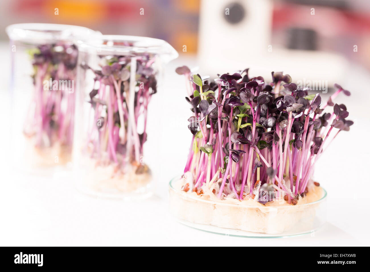 Piante che crescono in una capsula di petri in laboratorio Foto Stock