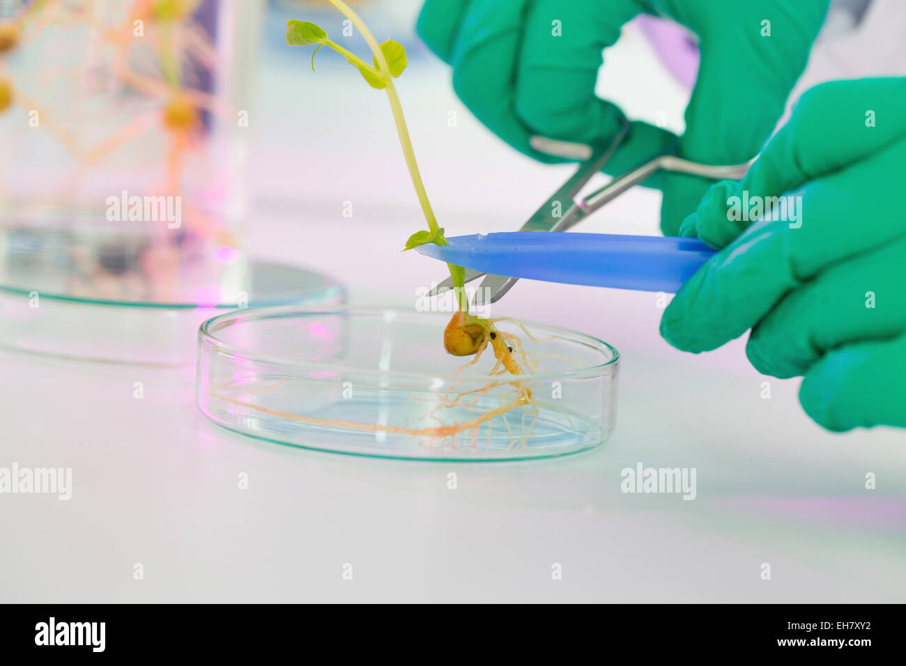 La ricerca biologica Foto Stock
