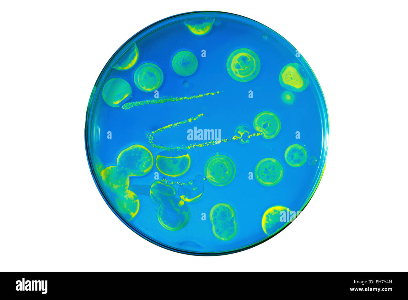 Crescita dei batteri in una capsula di petri Foto Stock