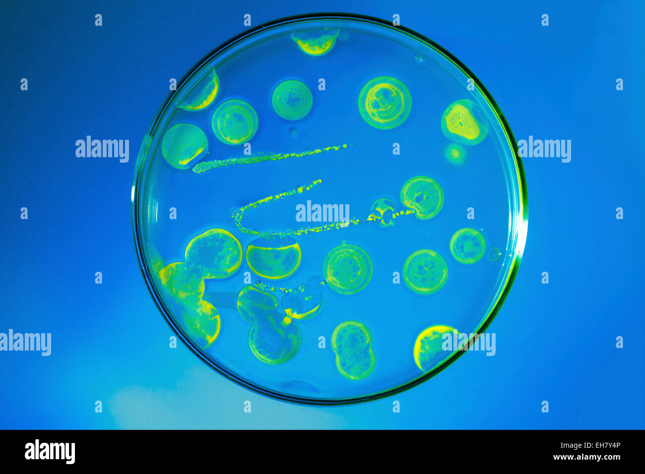 Crescita dei batteri in una capsula di petri Foto Stock