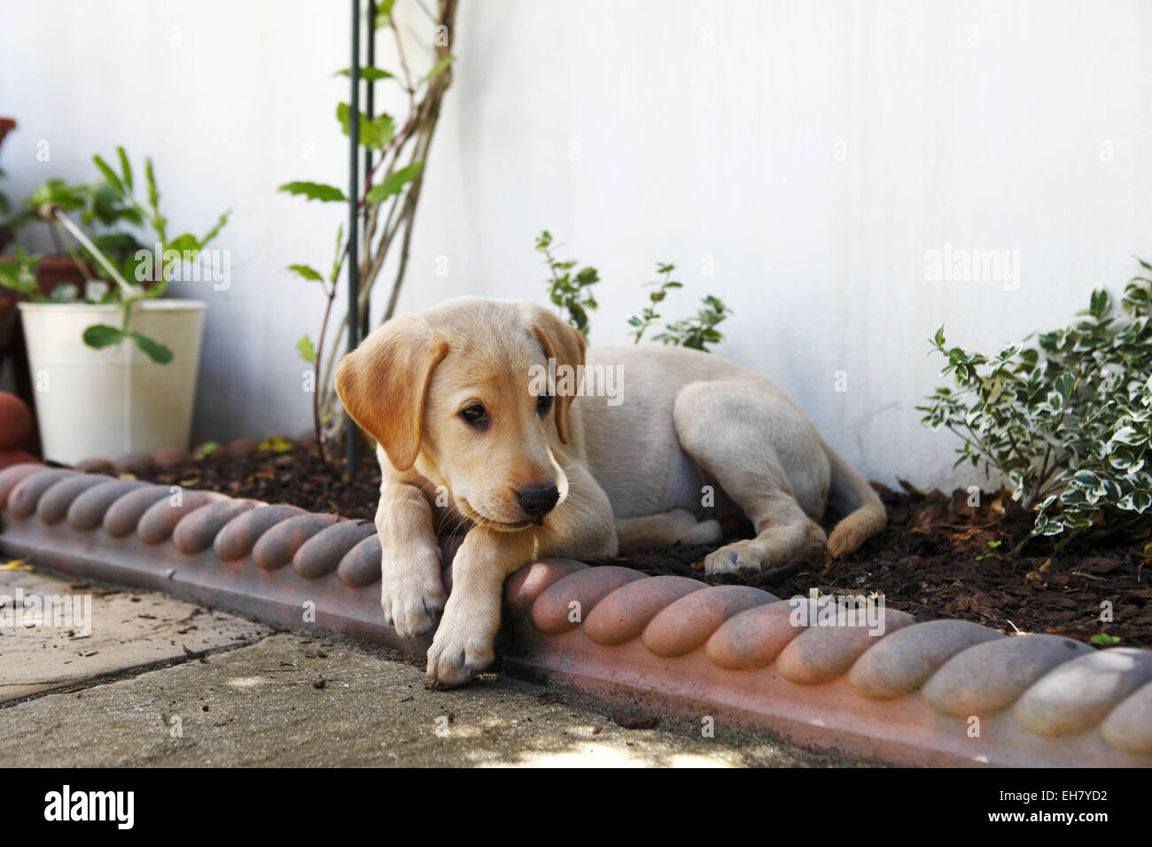 Giallo Labrador Retriever cucciolo di età compresa tra 9 settimane ad esplorare il mondo esterno e la nuova casa Foto Stock