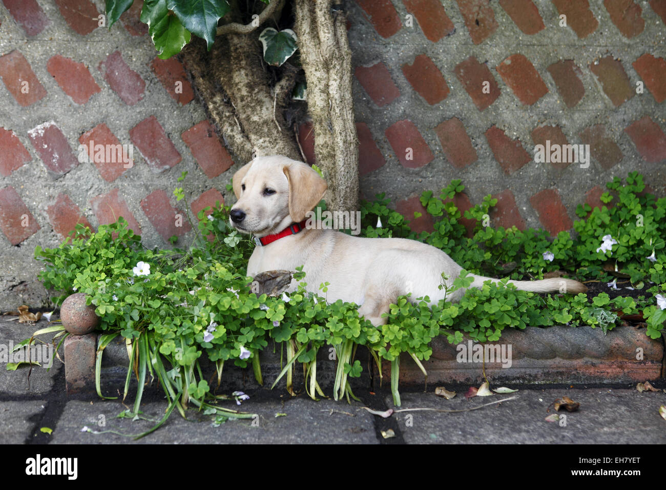 Giallo Labrador Retriever cucciolo di età compresa tra 9 settimane ad esplorare il mondo esterno e la nuova casa Foto Stock