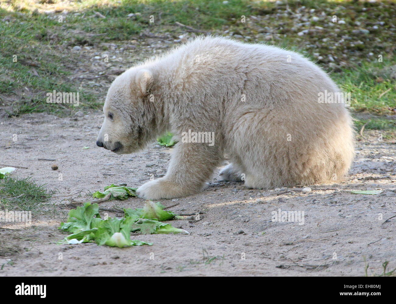 Polar Bear Cub (Ursus maritimus), tre mesi Foto Stock