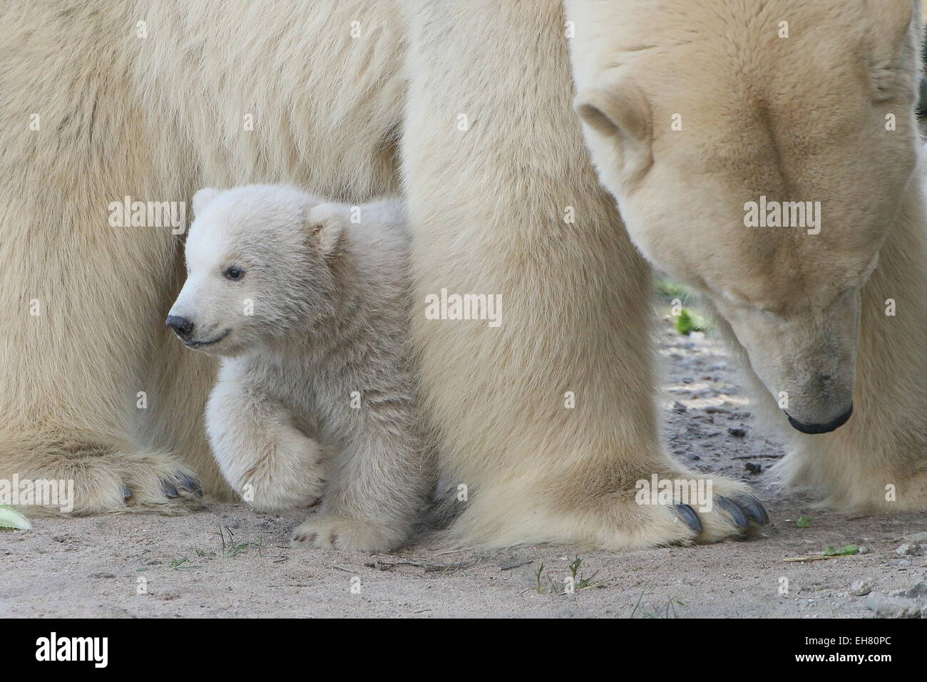 Polar Bear Cub (Ursus maritimus), tre mesi accanto a sua madre a Rotterdam Blijdorp Zoo, Paesi Bassi Foto Stock