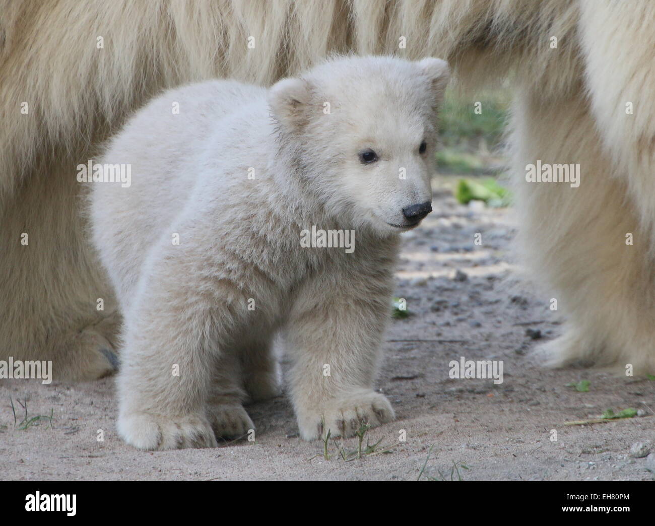 Primo piano di un piccolo orso polare cub (Ursus maritimus), tre mesi Foto Stock