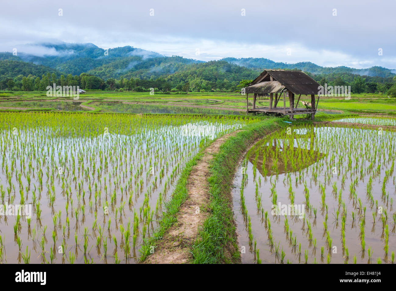Vecchia capanna in un campo di riso fattoria la nebbia e la montagna in background della Thailandia in mattina tempo Foto Stock