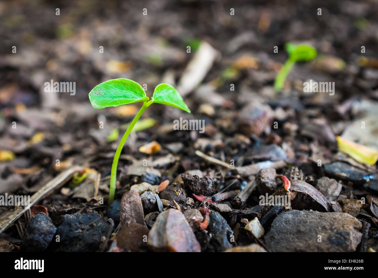 Pianta verde germoglio cresce dal seme nel suolo Foto Stock