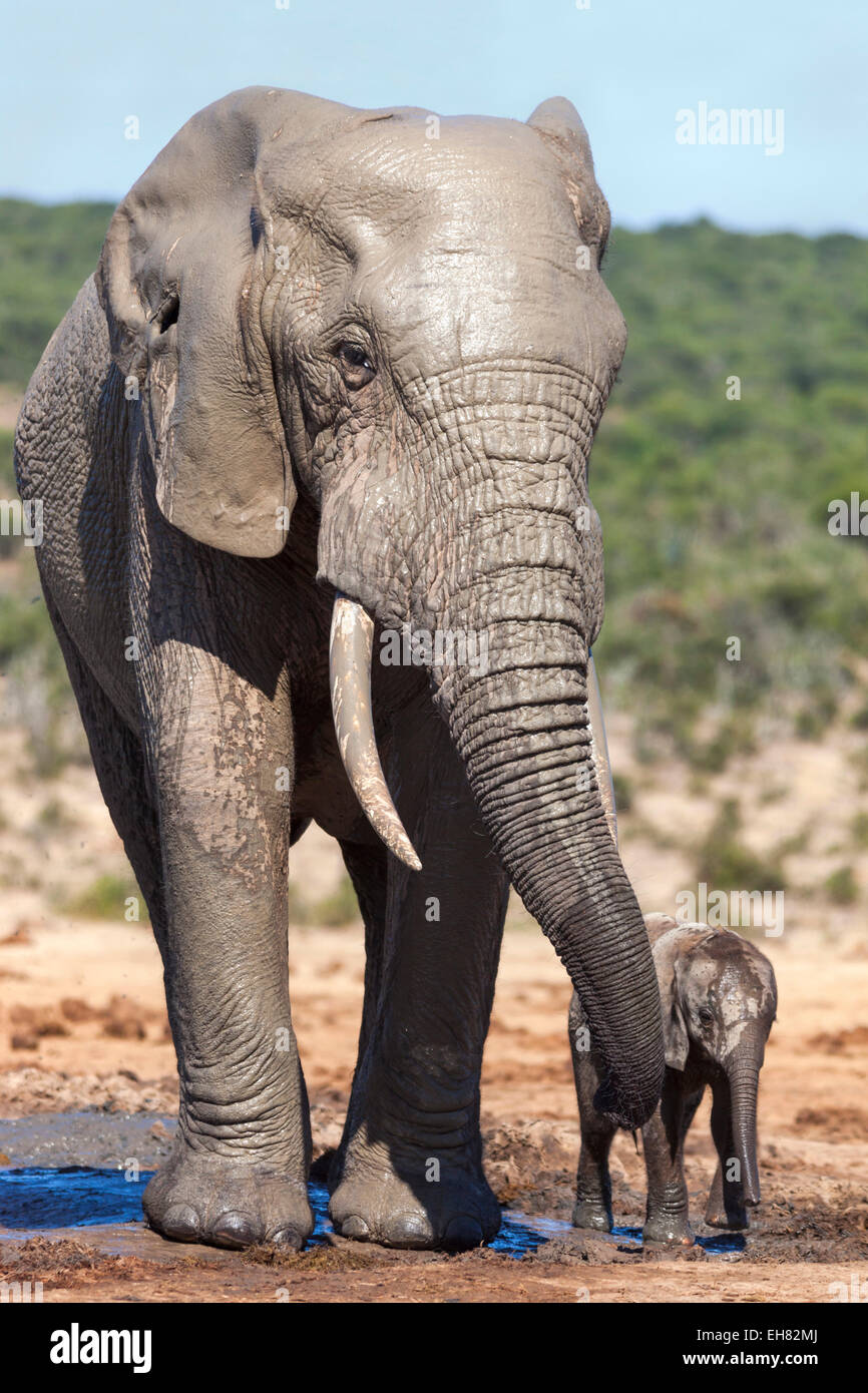 L'elefante africano (Loxodonta africana) adulto e bambino, Parco Nazionale di Addo, Capo orientale, Sud Africa e Africa Foto Stock