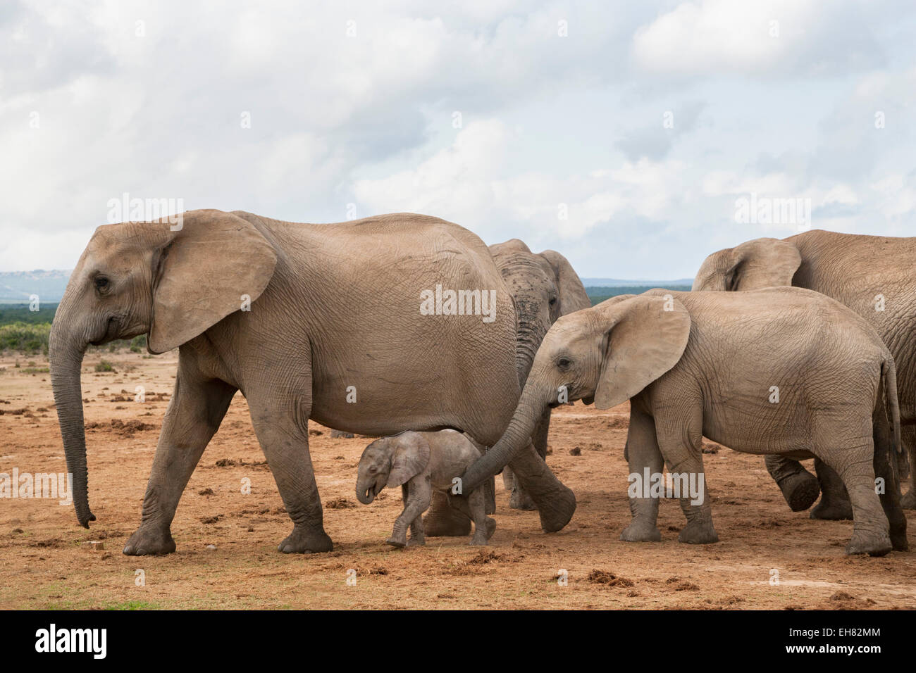 Elefante africano (Loxodonta africana), allevamento con vitello neonato, Addo Elephant National Park, Sud Africa e Africa Foto Stock