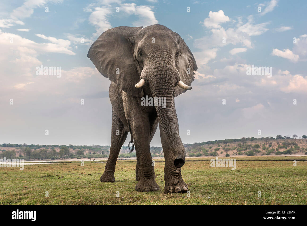 Elefante africano (Loxodonta africana), Chobe National Park, Botswana, Africa Foto Stock