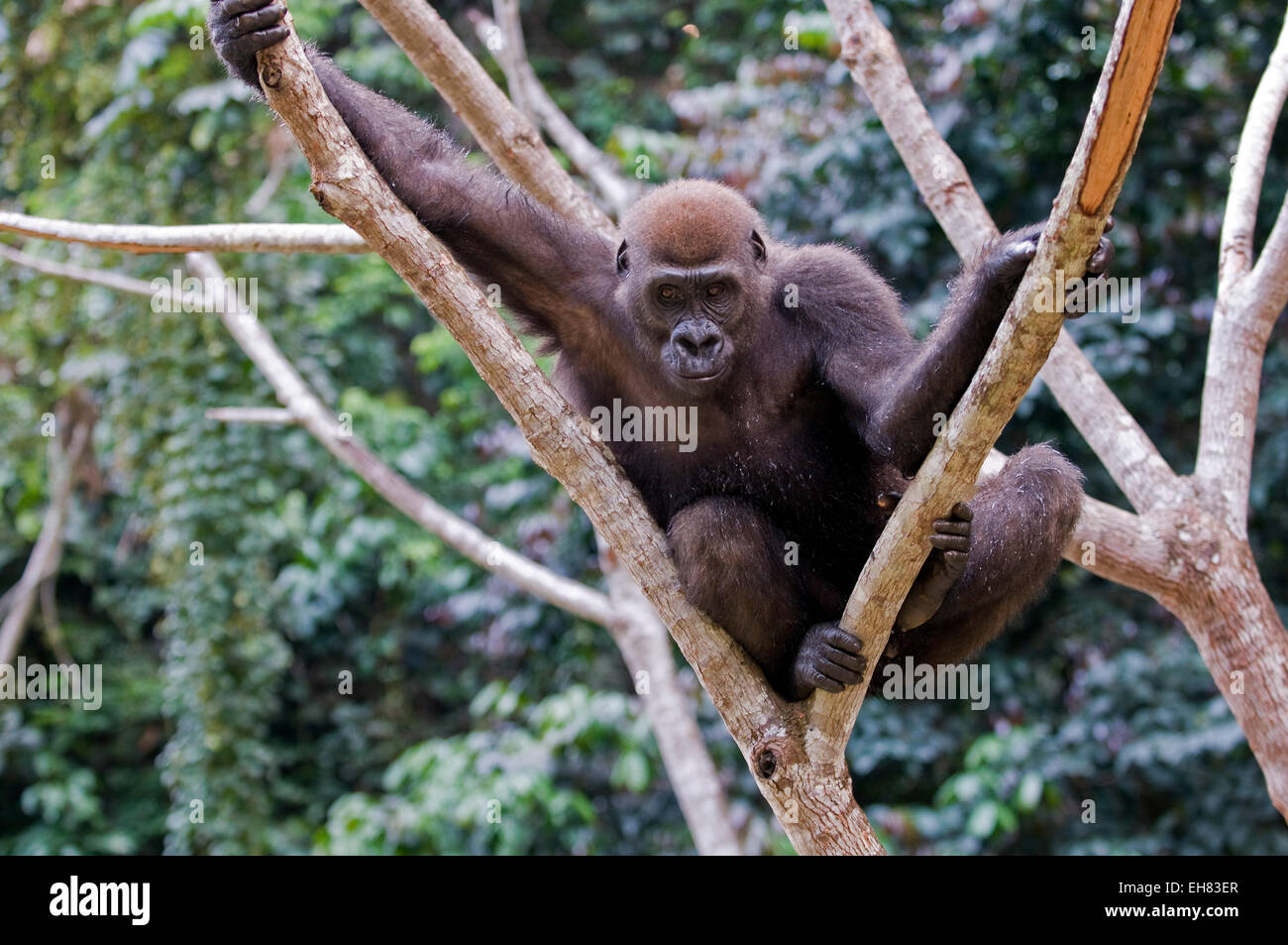 Riabilitato orfani pianura occidentale gorilla reintrodotti in habitat naturale, Parc de la Lekedi, Haut-Ogooue, Gabon, Africa Foto Stock