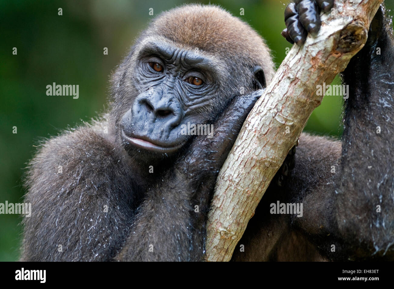 Riabilitato orfani pianura occidentale gorilla reintrodotti in habitat naturale, Parc de la Lekedi, Haut-Ogooue, Gabon, Africa Foto Stock