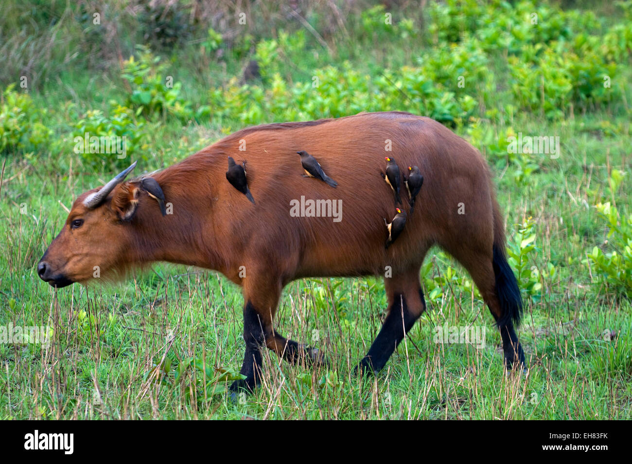 Foresta Africana buffalo con giallo-fatturati oxpeckers aggrappati ai suoi fianchi, Parc de la Lekedi, Haut-Ogooue, Gabon, Africa Foto Stock