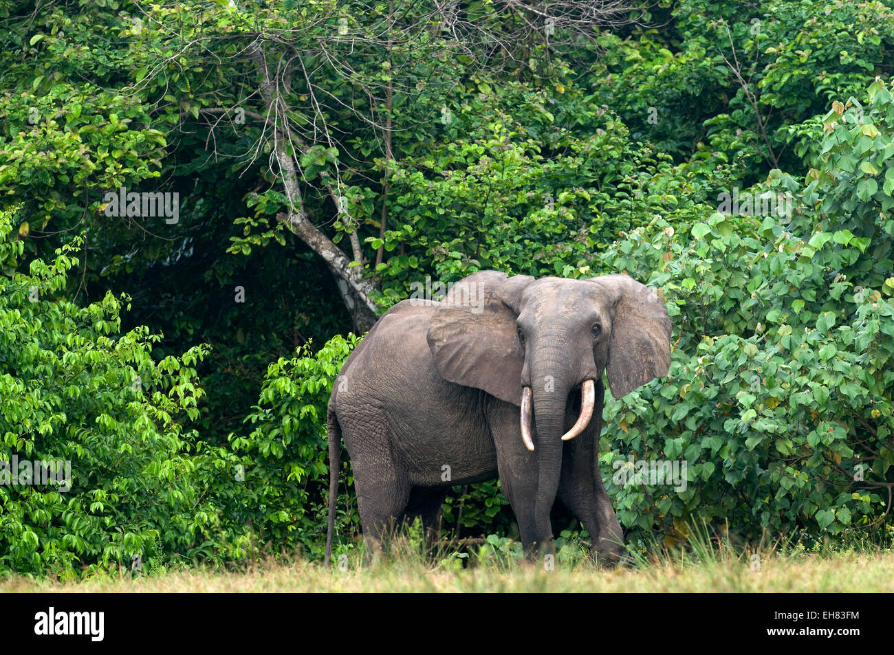 African Forest elephant bull permanente al bordo della foresta, affida Loango National Park, Ogooue-Maritime, Gabon, Africa Foto Stock