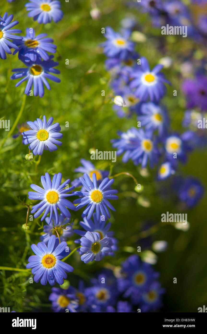 Blue Brachyscome iberidifolia (Fiume Swan Daisy) in stretta verso l'alto. Una folte e coloratissimi fiori annuali. Foto Stock