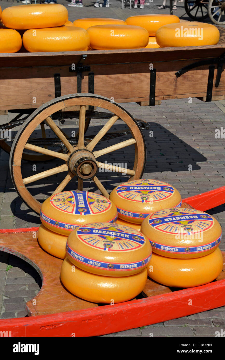 Ruote di formaggio su una slitta di legno accanto a un tradizionale carrello di legno, Waagplein Square, Alkmaar, North Holland, Paesi Bassi, Europa Foto Stock