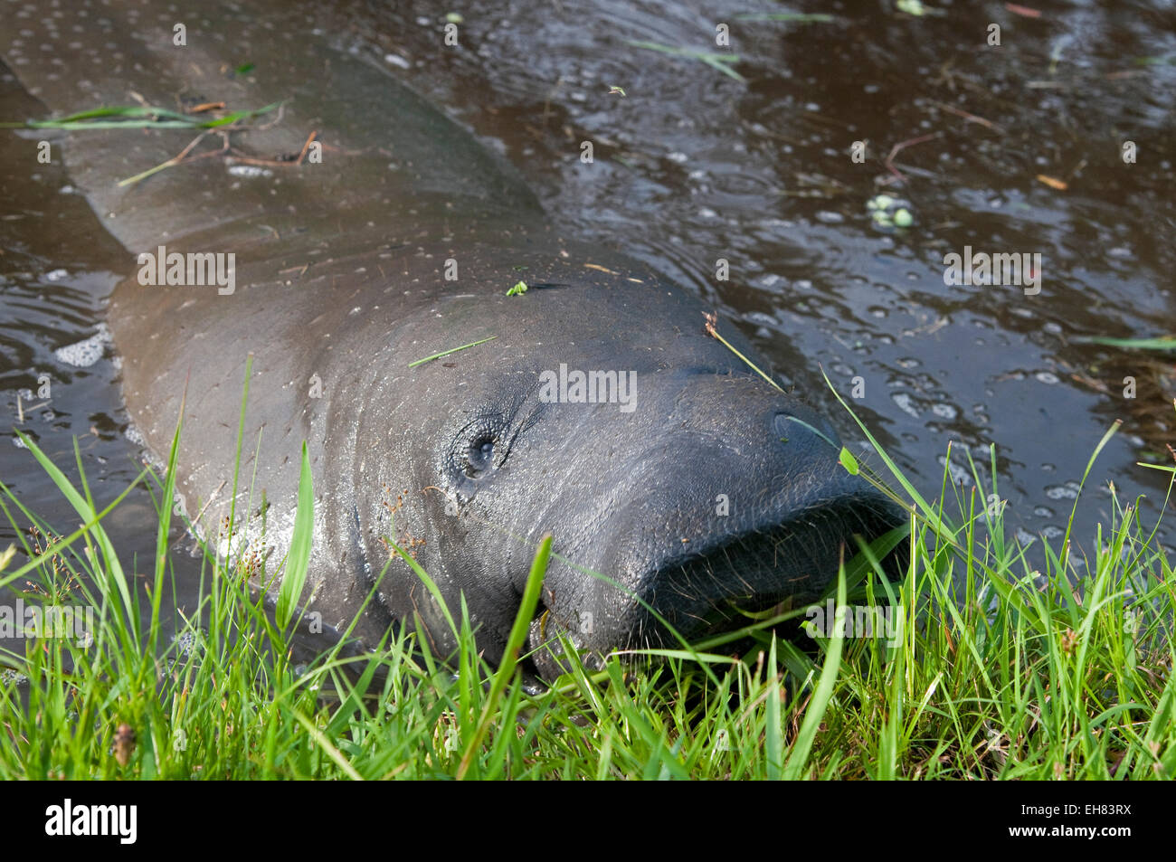 West Indian lamantino (Trichechus manatus) nei Giardini Botanici di Georgetown, Guyana, Sud America Foto Stock