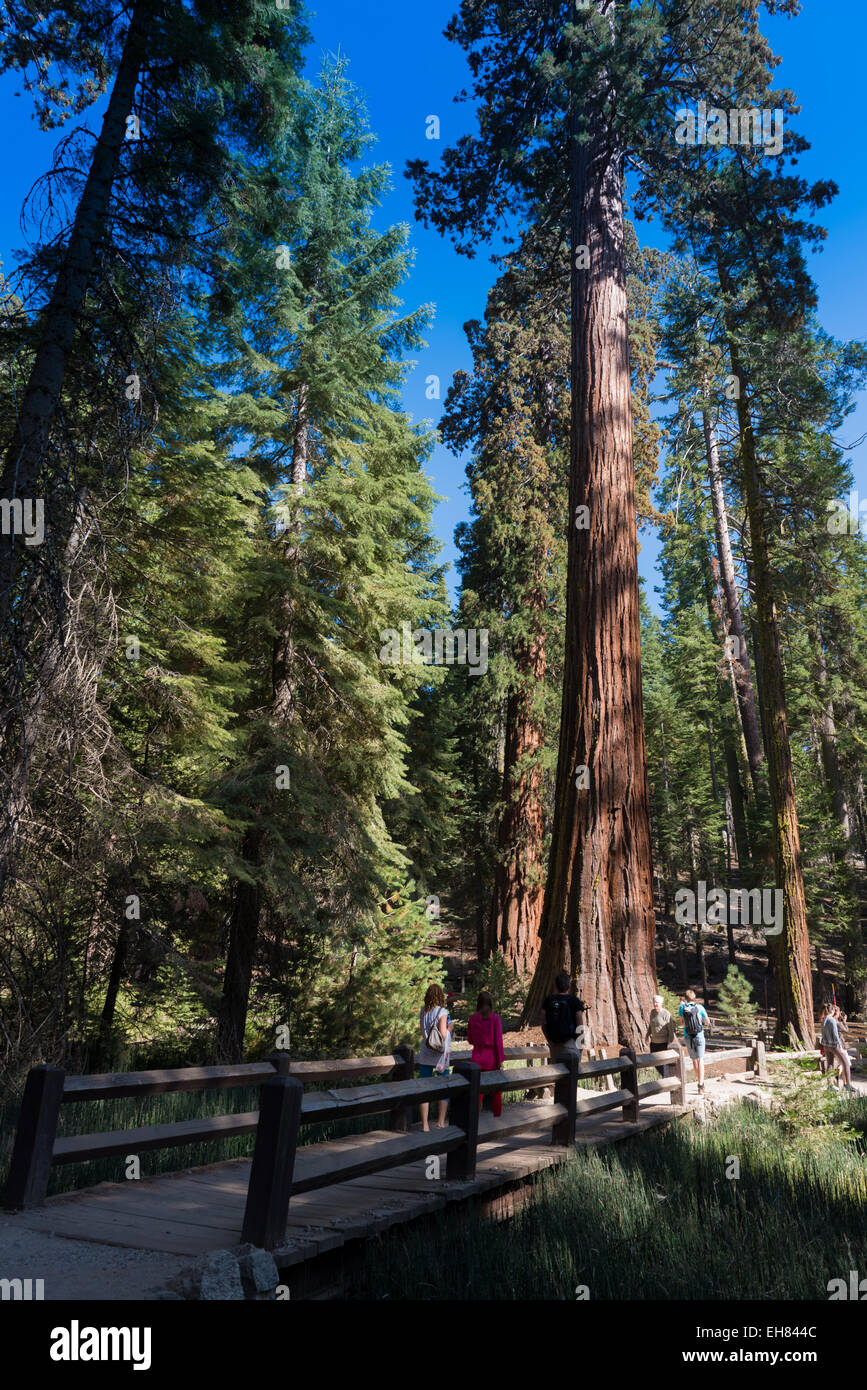 Sequoie giganti nel Parco Nazionale di Yosemite Foto Stock