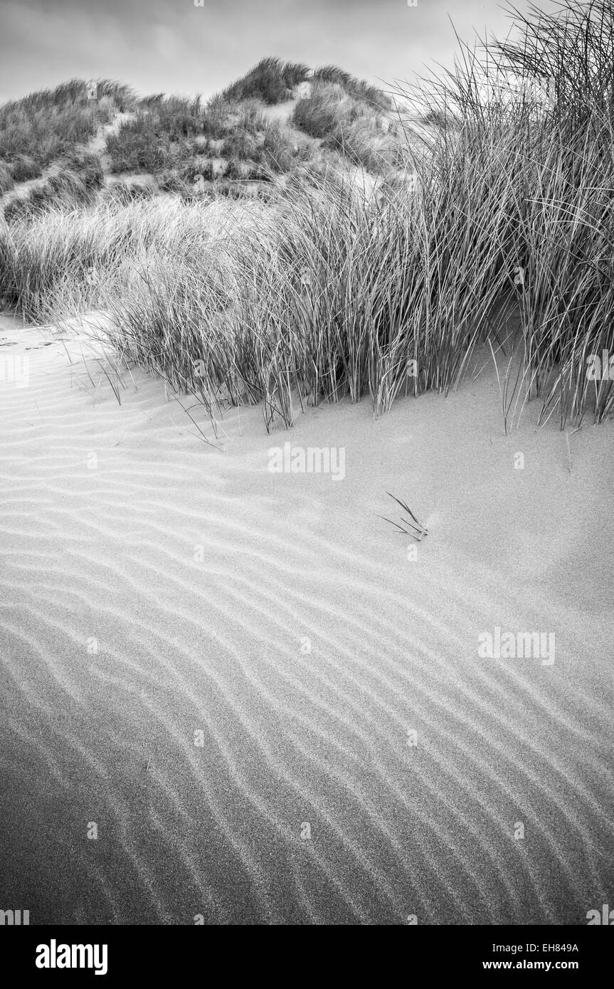 Increspature su una duna di sabbia in Cornovaglia, Inghilterra. Convertito in bianco e nero. Texture di erbe di dune. Foto Stock