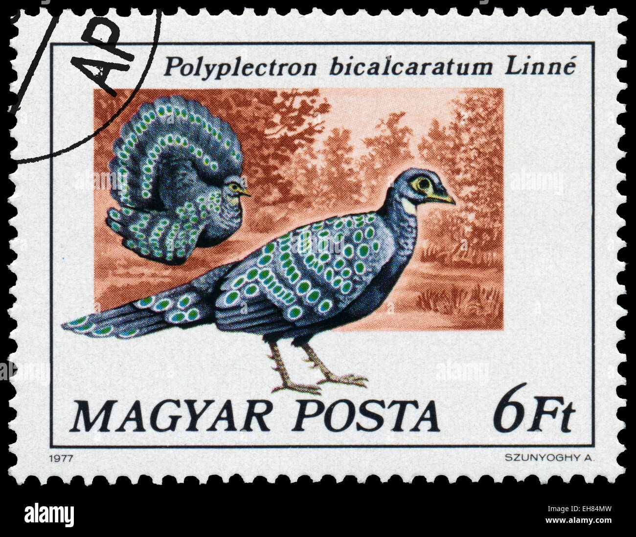 Ungheria - circa 1977: timbro stampato in Ungheria è in grigio peacock-fagiano - Polyplectron bicalcaratum Linne, serie Peacock bir Foto Stock