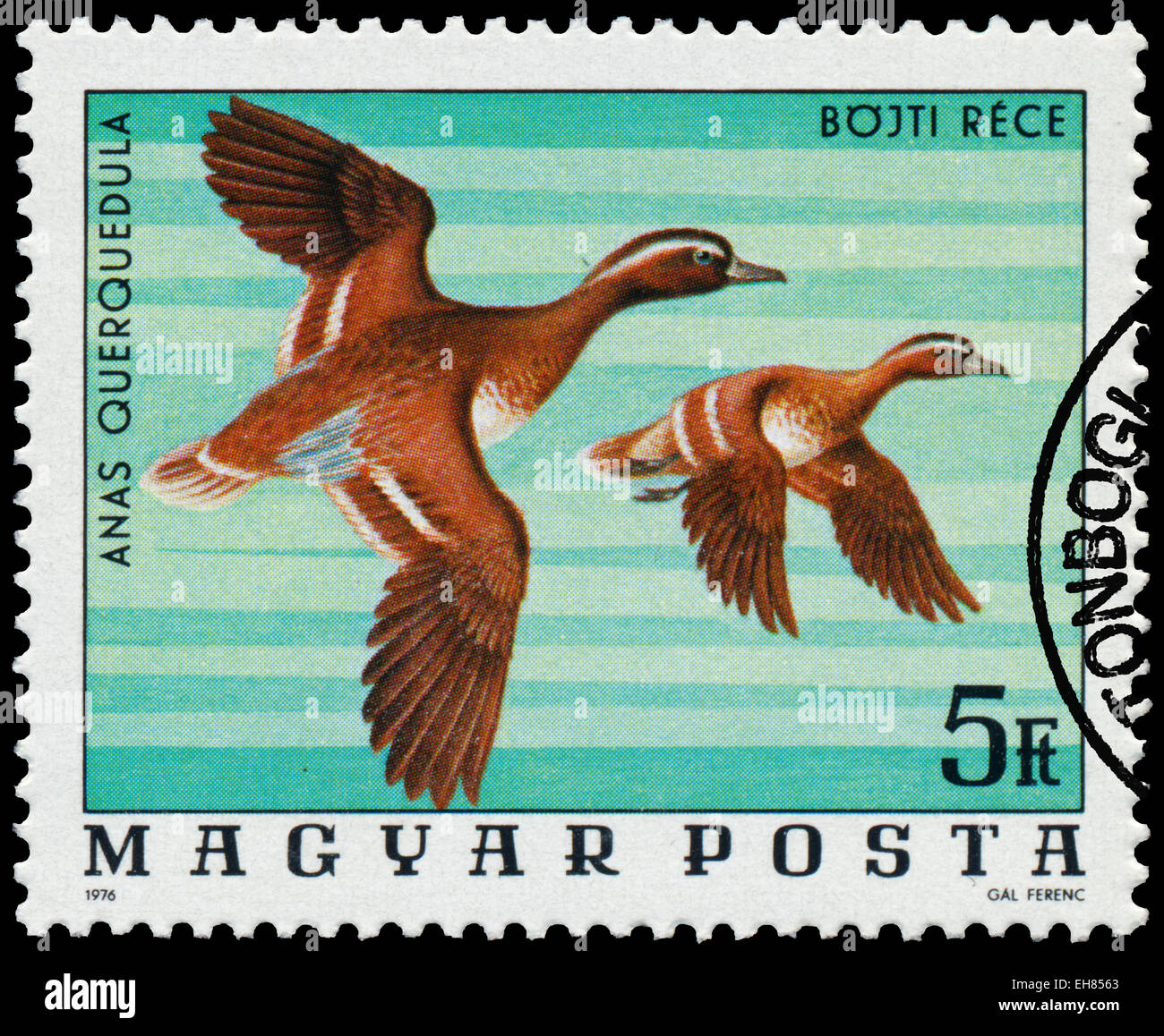 Ungheria - circa 1976: un timbro stampato in Ungheria mostra marzaiola - Anas querquedula, serie uccelli, circa 1976 Foto Stock