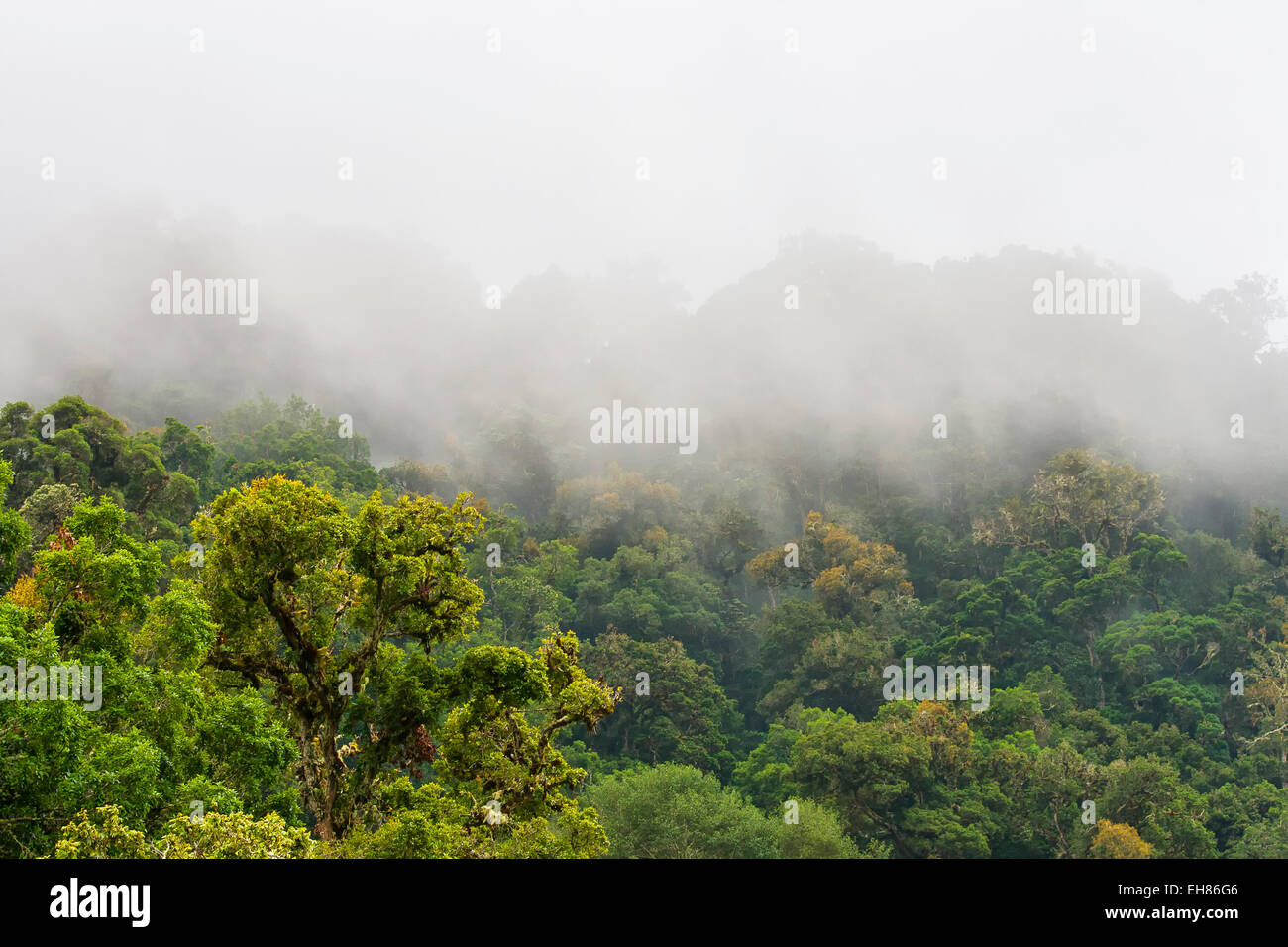 Cloud Forest in Costa Rica Foto Stock