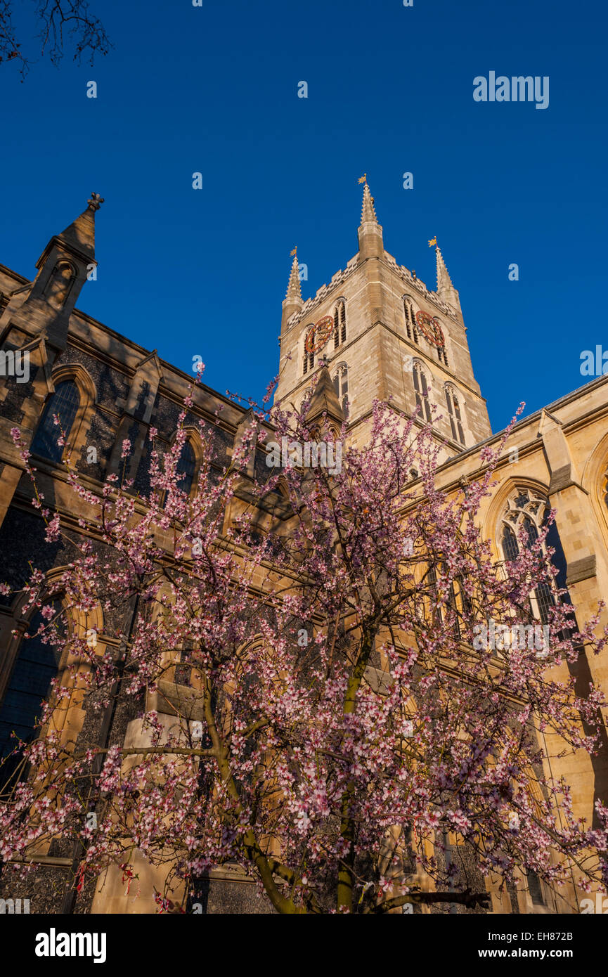 Guardando verso l'alto la torre della cattedrale di Southwark con un albero in fiore in primo piano Foto Stock