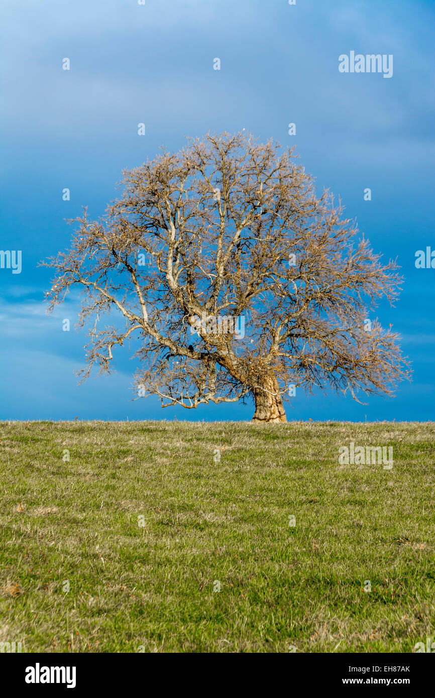 Lone Tree piegata in un campo sotto il cielo minaccioso in Kentucky USA Foto Stock