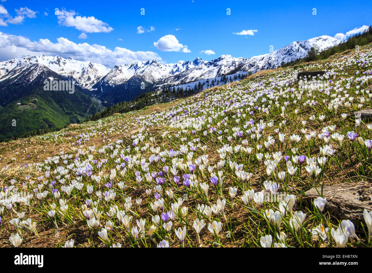 Crocus blooming sui pascoli nei dintorni di Cima Rosetta nelle Alpi Orobie, Lombardia, Italia, Europa Foto Stock