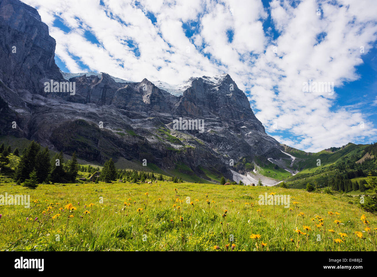 Wetterhorn 3692m, Jungfrau-Aletsch, Sito Patrimonio Mondiale dell'UNESCO, alpi svizzere, Svizzera, Europa Foto Stock
