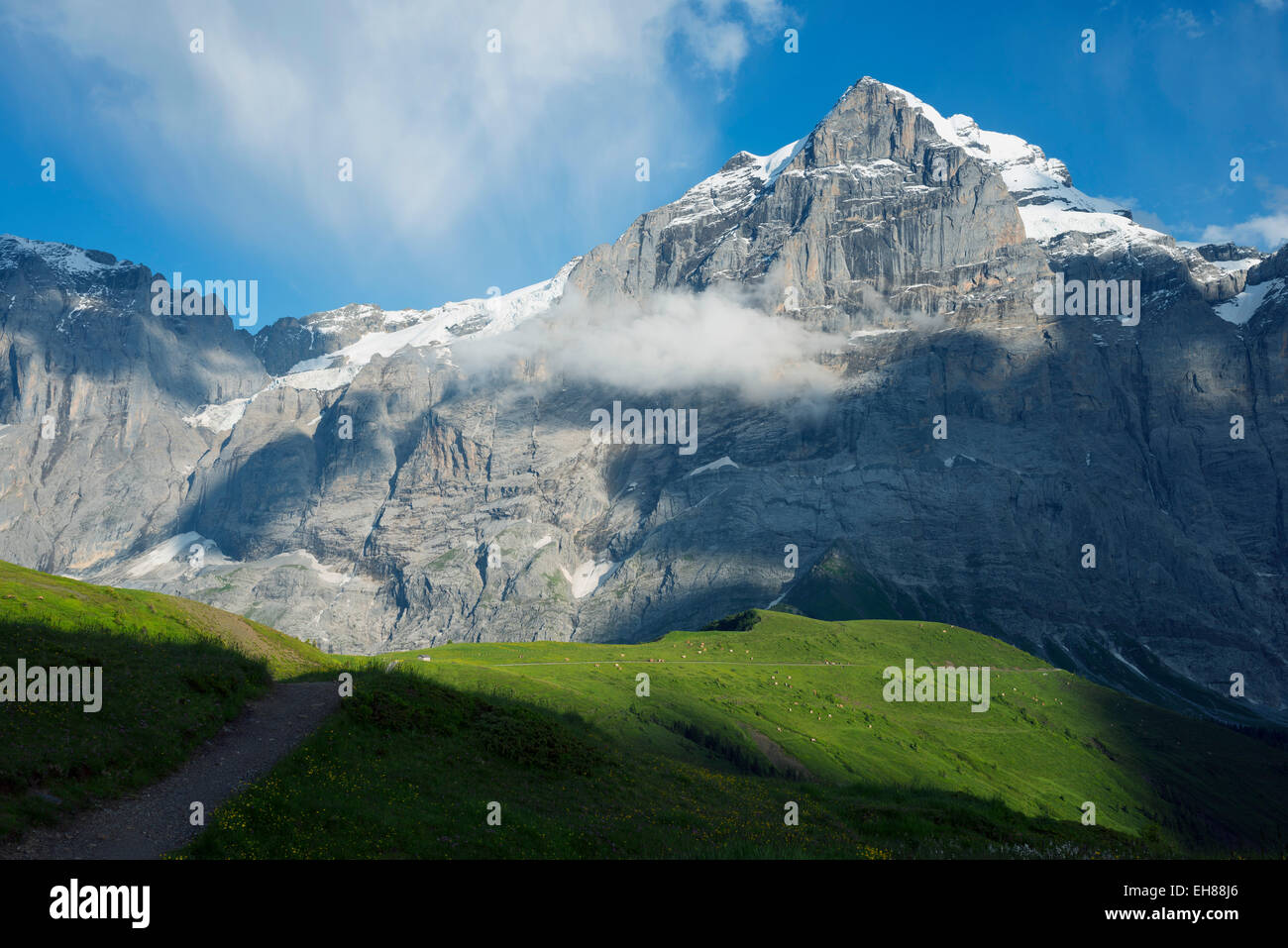 Wetterhorn 3692m, Jungfrau-Aletsch, Sito Patrimonio Mondiale dell'UNESCO, alpi svizzere, Svizzera, Europa Foto Stock