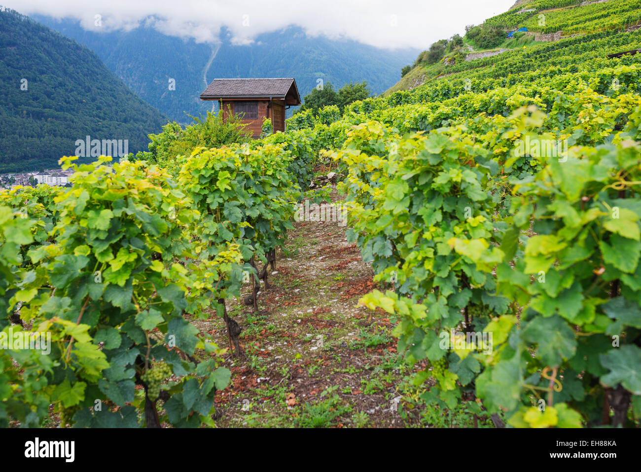 Vigneti, Martigny, Vallese, alpi svizzere, Svizzera, Europa Foto Stock