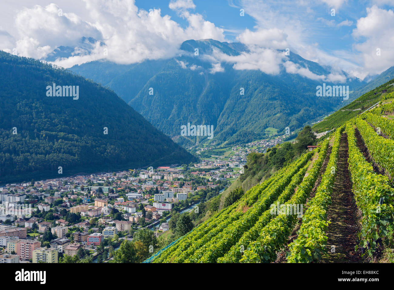 Vigneti, Martigny, Vallese, alpi svizzere, Svizzera, Europa Foto Stock