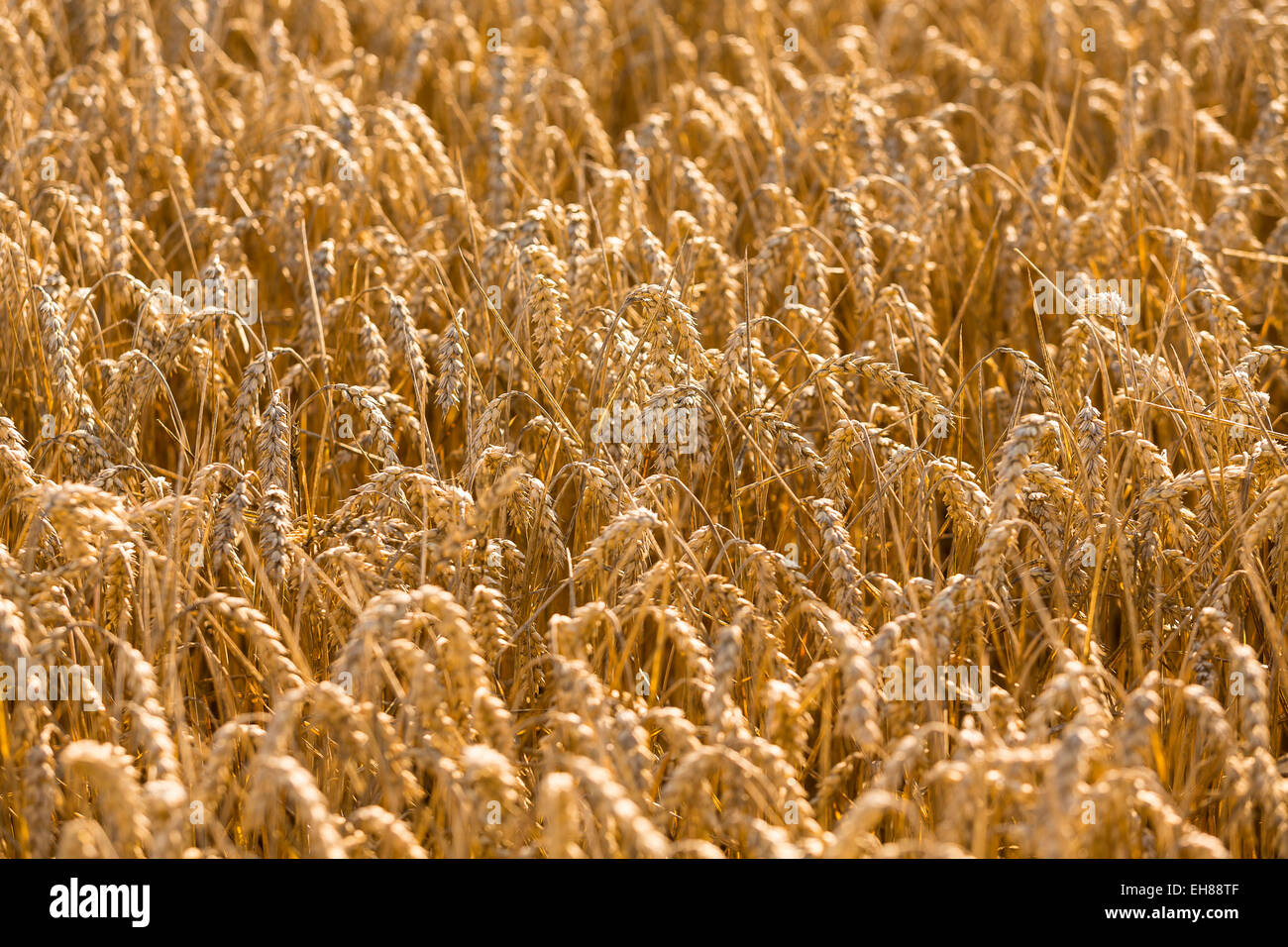 Frumento (Triticum aestivum), spighe di grano maturo Foto Stock