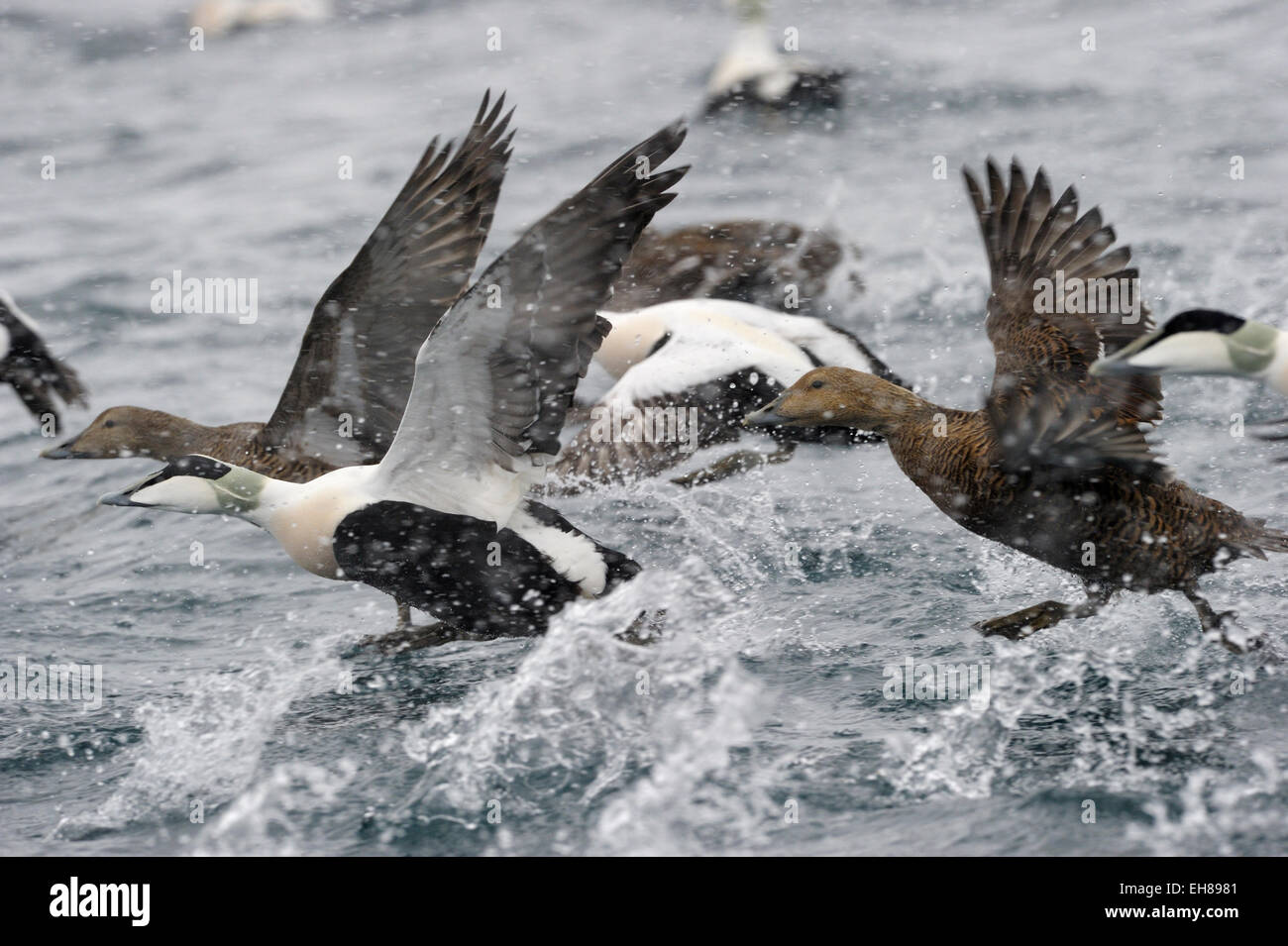 Gruppo di Common Eider (Somateria mollissima) tenendo fuori dall'acqua, Vadsö, penisola Varanger, Norvegia. Foto Stock