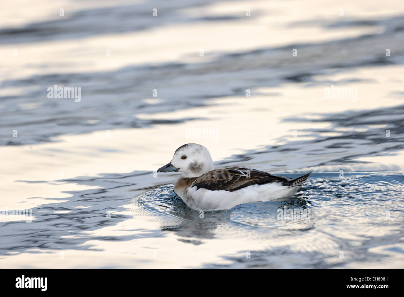 Longtailed-Duck (Clangula hyemalis), femmina, nuotare in acqua colorfull, riflessa nell'acqua, Vadsö, penisola Varanger, n. Foto Stock