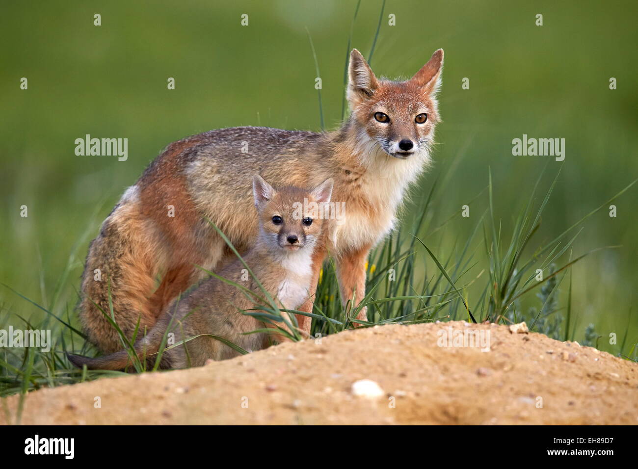 Swift volpe (Vulpes vulpes velox) adulto e kit, Pawnee prateria nazionale, Colorado, Stati Uniti d'America, America del Nord Foto Stock