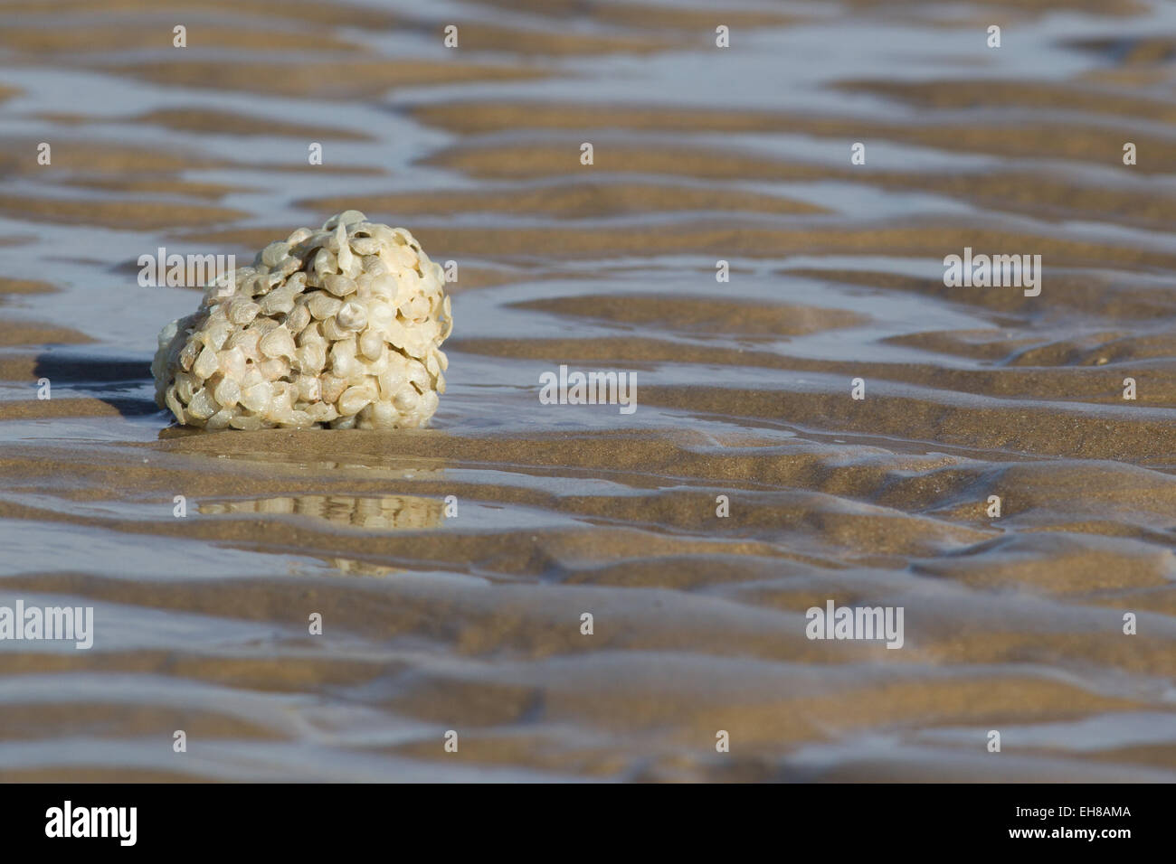 Massa di uova dal Buccino (Buccinum undatum) lavato fino sulla spiaggia di Dungeness, Kent REGNO UNITO, dopo una tempesta. Foto Stock