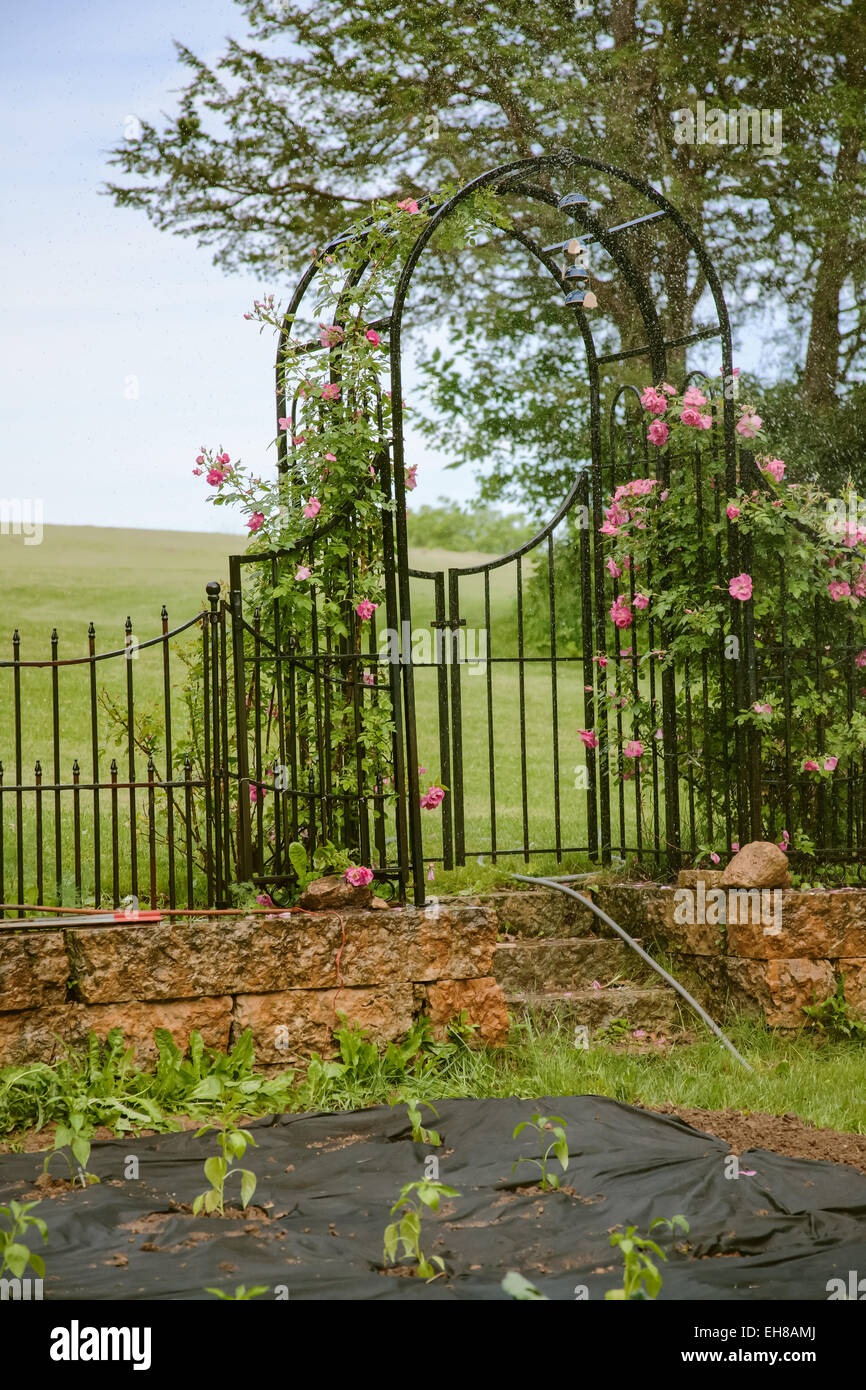 Irrigazione sprinkler recentemente piantato il peperone giardino con tessuto nero pacciame, con un pergolato di rose al suo ingresso Foto Stock