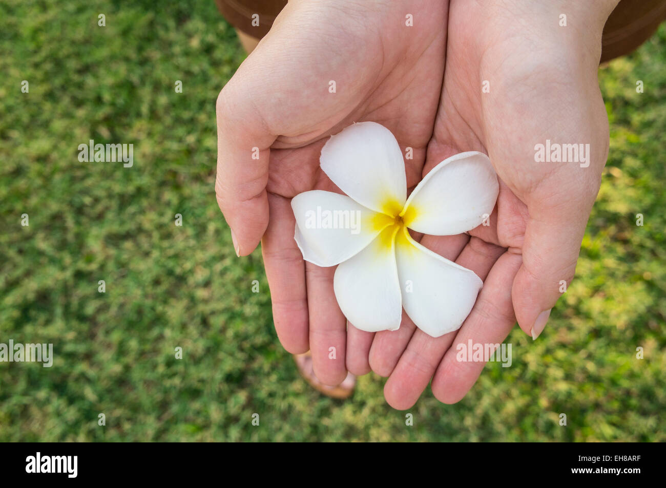 Fiore regalo mano bouquet amore condivisione rapporto madre bambino Foto Stock