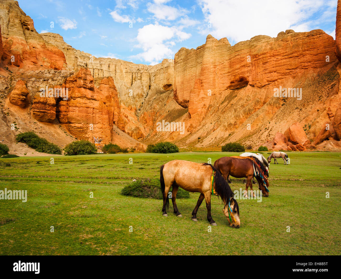 I cavalli pascolano in primavera-alimentato erba verde nella parte anteriore delle scogliere rosso al di sopra del villaggio di Dhakmar, Mustang, Nepal Foto Stock