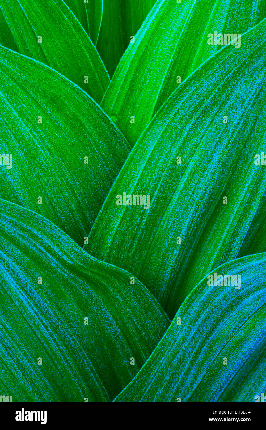 Close-up di foglie di mais Giglio, nelle Montagne Rocciose del Colorado, negli Stati Uniti. Foto Stock