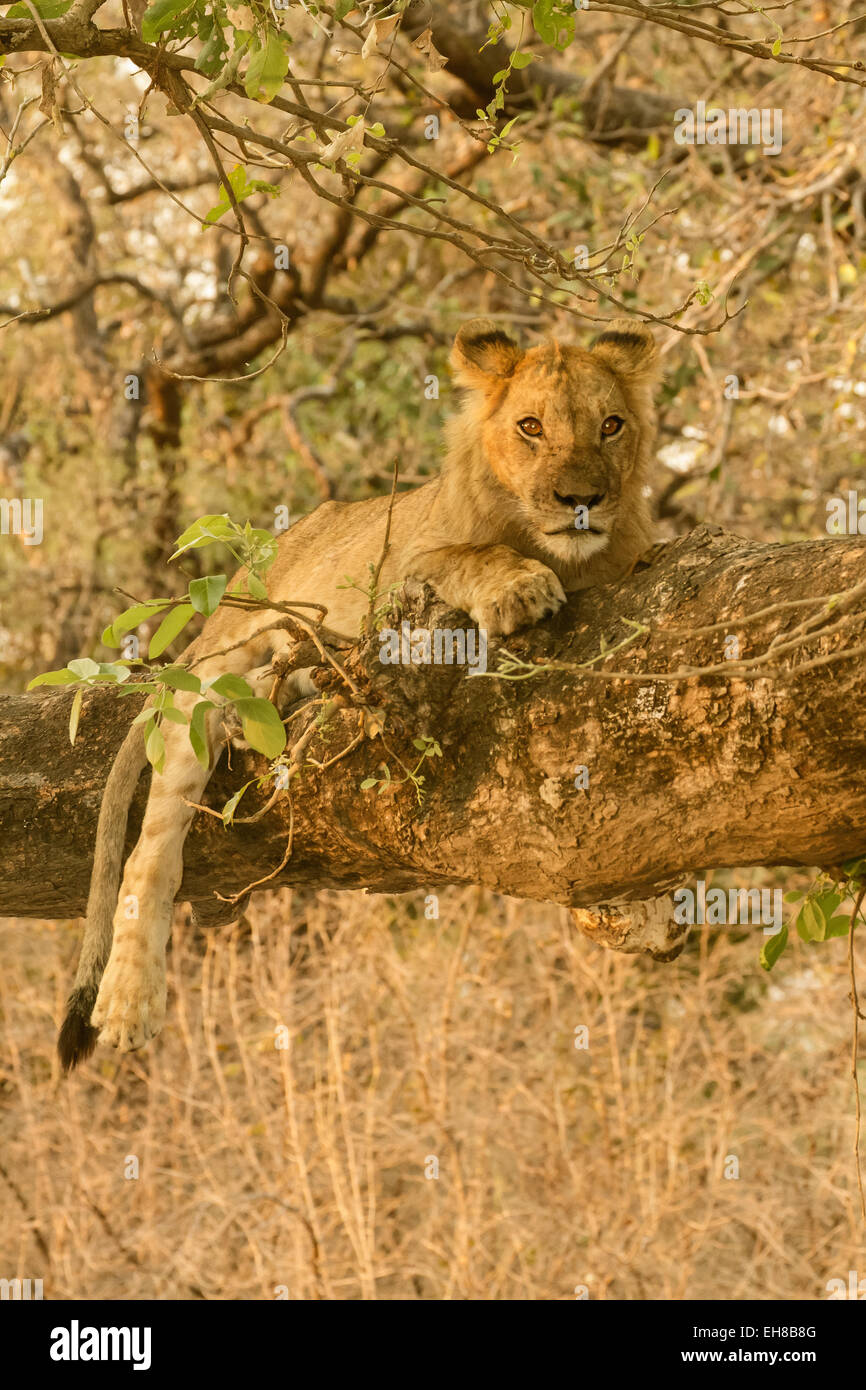 Circa due anni leone maschio in appoggio in una struttura ad albero in Lower Zambezi National Park, Zambia, Africa Foto Stock