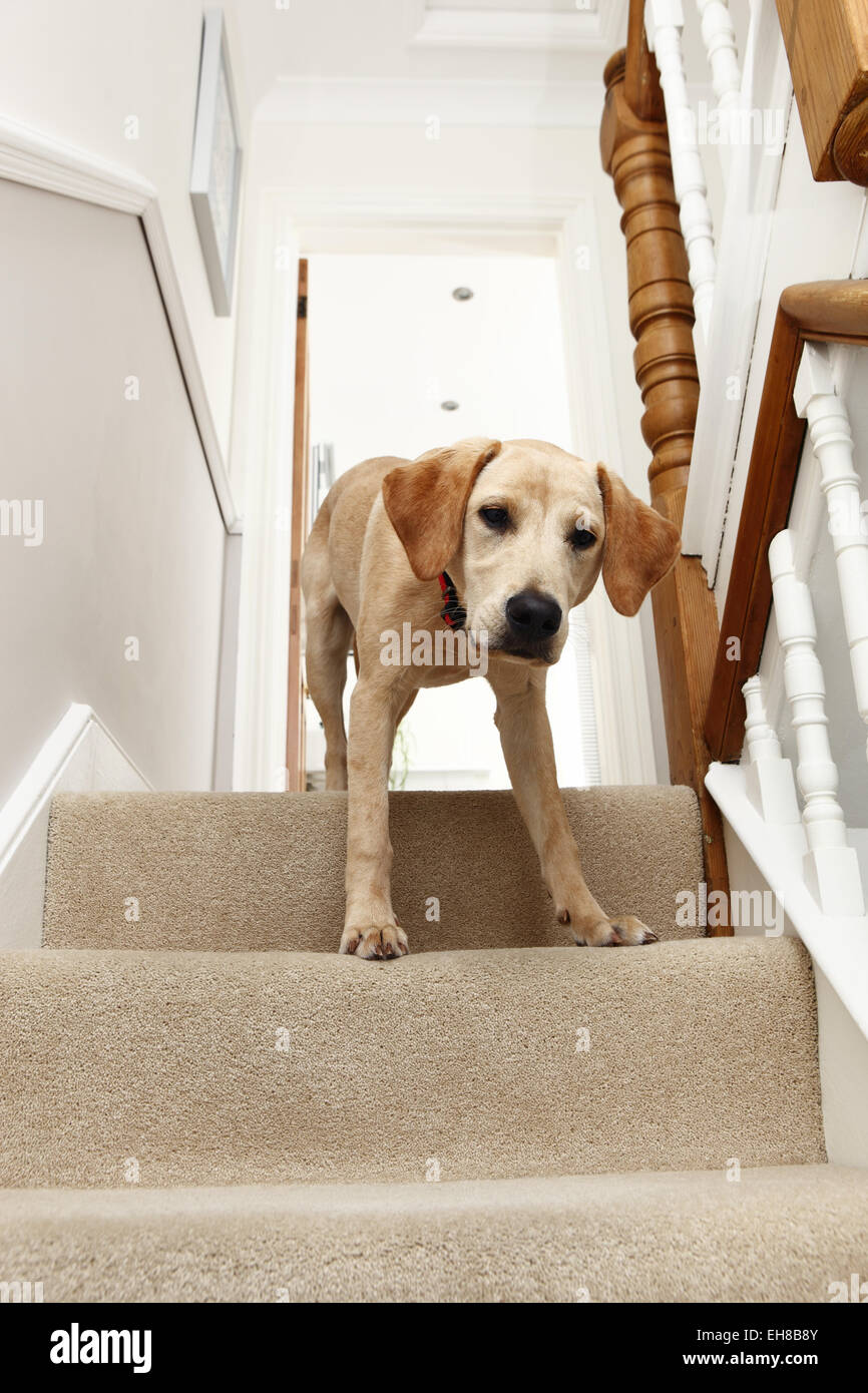 Giallo Labrador Retriever cucciolo di età compresa tra i 8 mesi sat in cima alle scale Foto Stock
