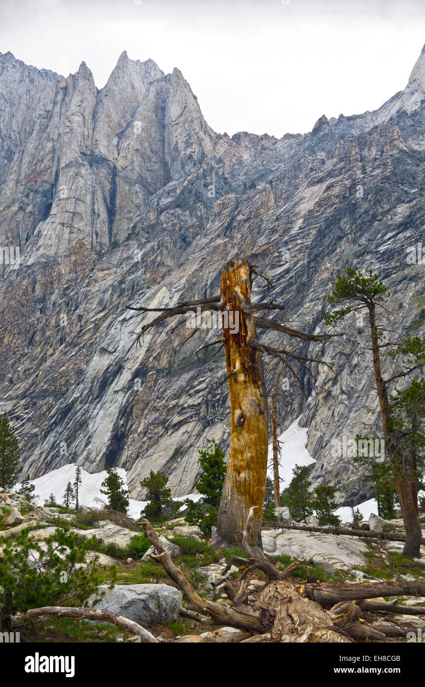 Tronco di albero e parete di granito, high Sierra le montagne vicino al lago Hamilton, il Sequoia Kings Canyon National Parks, California Foto Stock