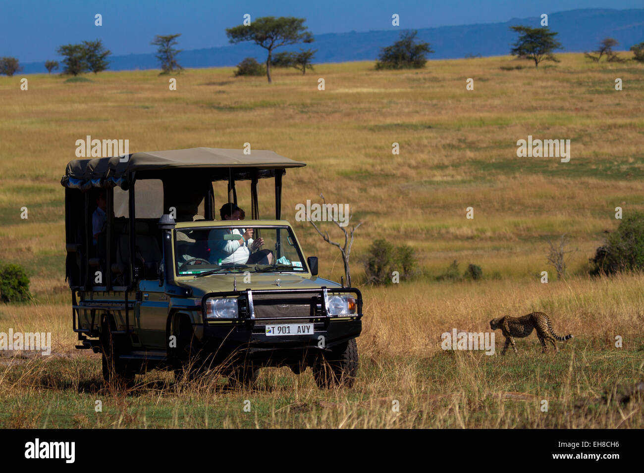 I turisti a guardare un ghepardo su safari nel Serengeti Foto Stock