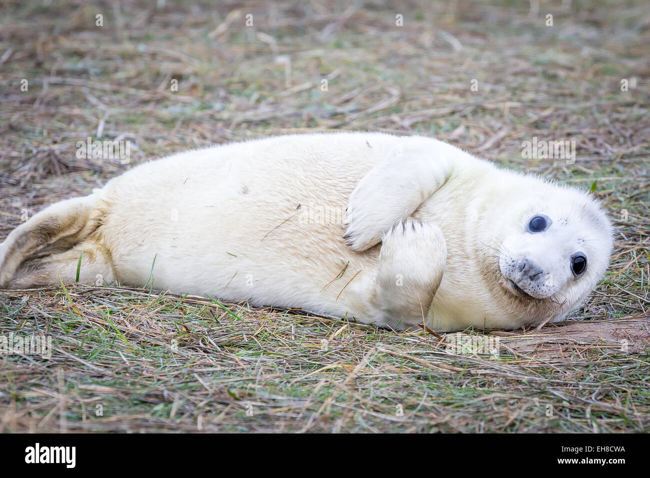 Le foche grigie a Donna Nook faggio nel Lincolnshire da Karl redshaw Foto Stock