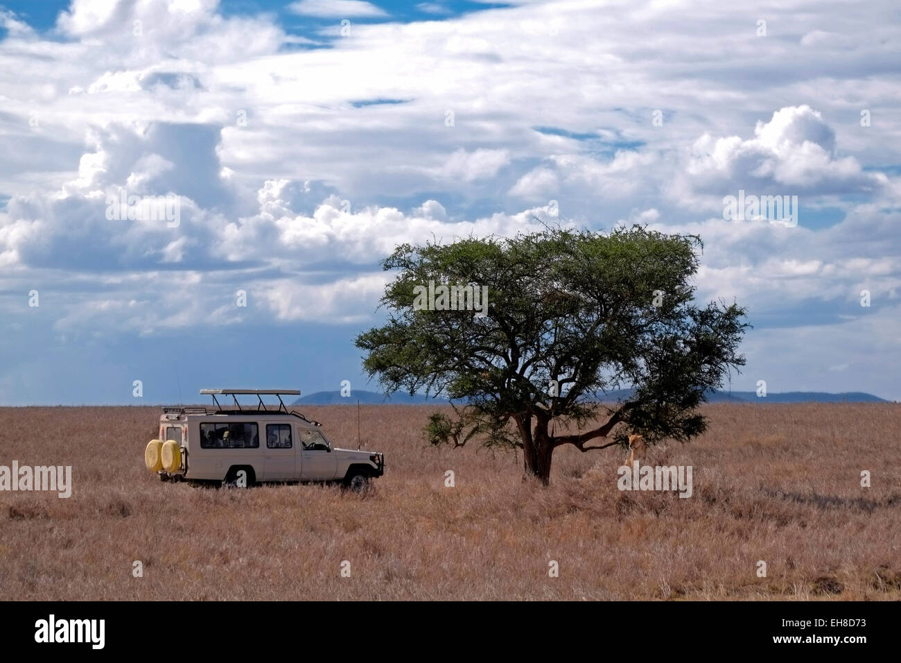 I turisti in Jeep Safari guarda la mandria di Lions presso il Parco Nazionale del Serengeti un Sito Patrimonio Mondiale dell'UNESCO in Tanzania Africa Foto Stock